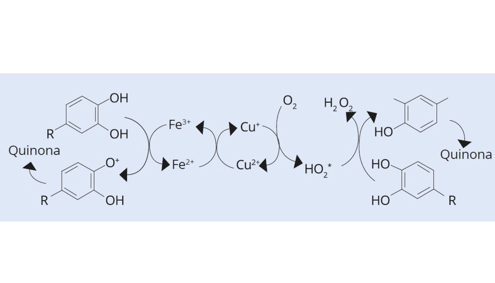 Fig. 1: Esquema del proceso de oxidacin de los polifenoles segn Danilewicz (2007)
