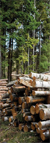 La disponibilidad de biomasa forestal primaria en los montes espaoles para usos energticos es muy alta...