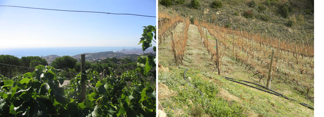 Viedo de Joaquim Batlle en la localidad de Tiana (Barcelona), en verano y en pleno invierno tras la recoleccin