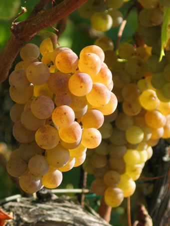 Para elaborar el vino ecolgico, el viedo ha de ser tratado solo con abonos naturales