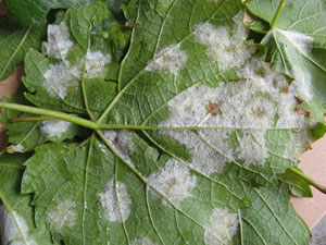 Hoja de vid afectada por Mildiu (Plasmopara Vitcola)