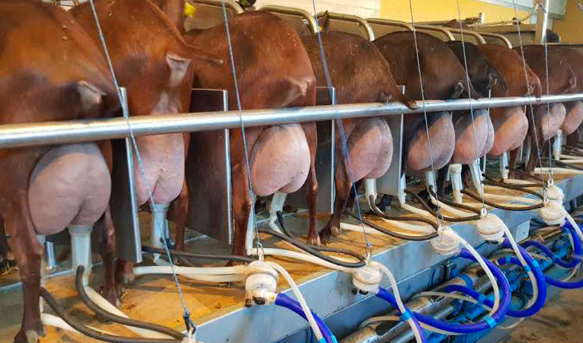 Orde�o en una explotaci�n de raza Murciano-Granadina