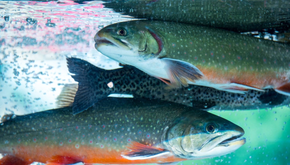 Se estudiarn las principales especies de pescado cultivadas en Espaa, entre ellas, la trucha