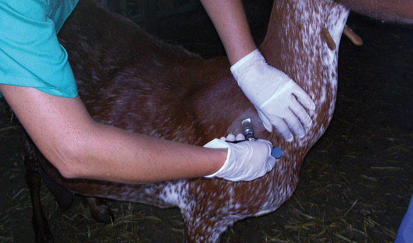 Realizaci�n de la prueba de la tuberculosis a un ejemplar caprino