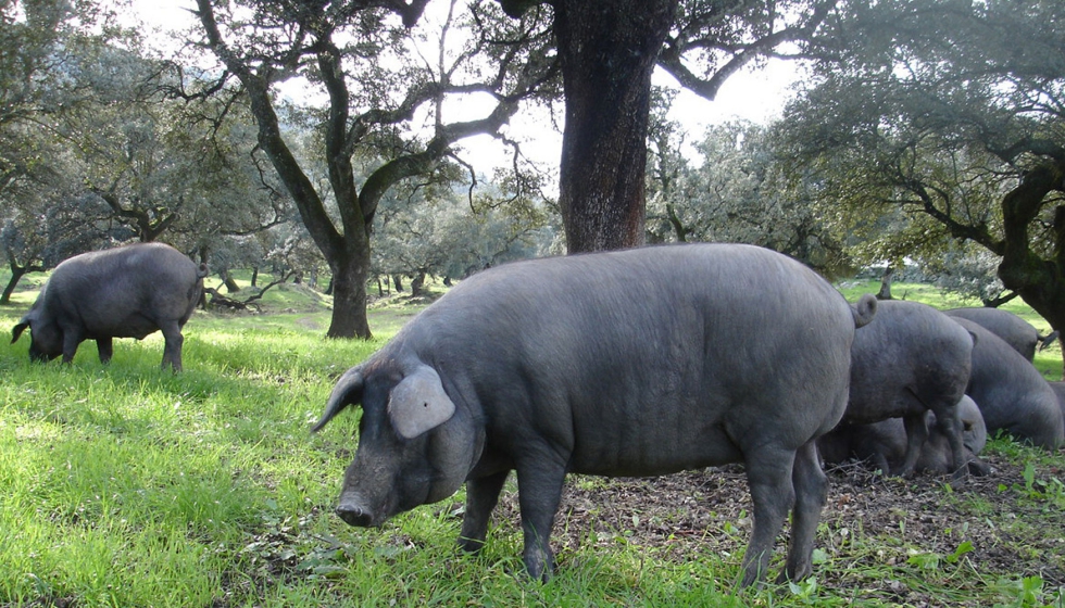 Un ejemplar de cerdo ibrico en la dehesa