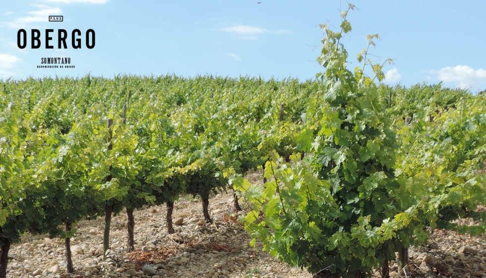 Las variedades de uva blanca cultivadas en la DO Somontano adquieren una sobresaliente acidez debido al clima continental y el nmero de horas de sol...