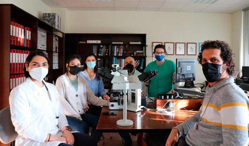 Investigadores del grupo de Anatoma Patolgica Animal de la Universidad de Crdoba, en el laboratorio