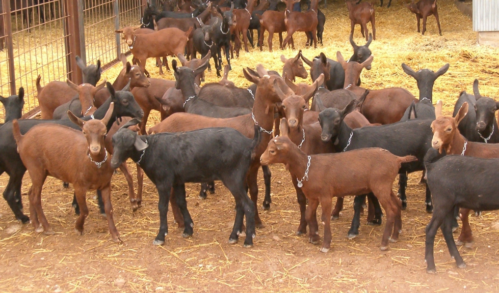 Cabritos de raza Murciano-Granadina en una explotaci�n ganadera