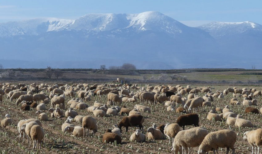 Rebao ovino en Navarra