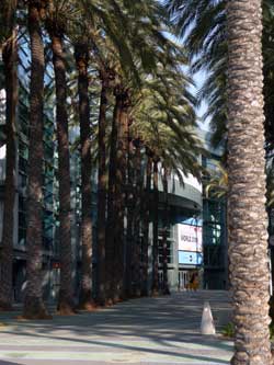 An avenue of Palm trees surrounds the Anaheim Convention Center