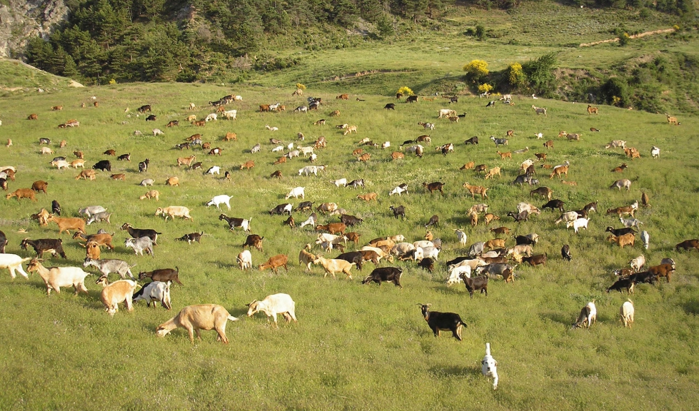 Rebao caprino en una zona de montaa