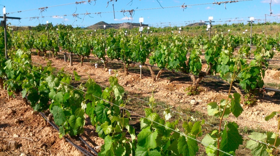 Cultivo en la finca experimental del IMIDA de vid de la variedad Monastrell