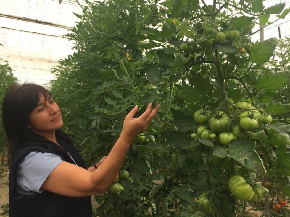 Inmaculada Idaez en su invernadero de tomates en Almera
