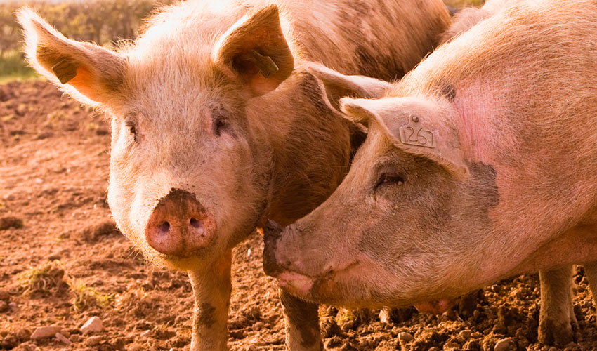 Ejemplares de la especie porcina