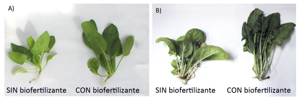 Figura 1. Comparacin del desarrollo vegetal de plantas de espinaca en condiciones de invernadero. (A) Plantas de espinaca tamao 'baby'...