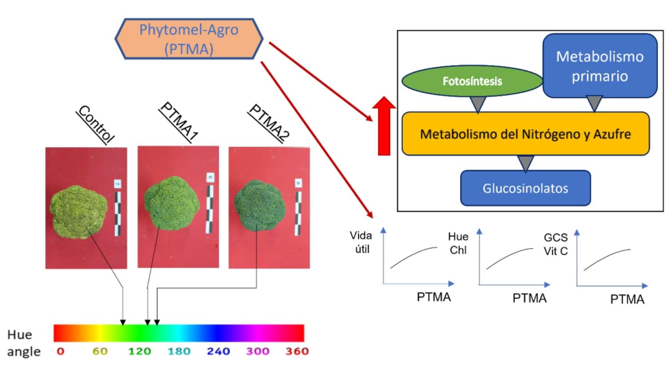 Figura 1. Efecto beneficioso de Phytomel-Agro (PTMA) sobre conservacin de brcoli