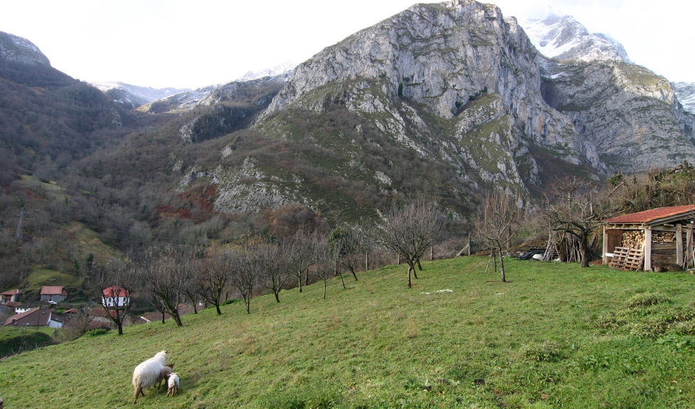 Rebao de ovejas en la zona de Picos de Europa