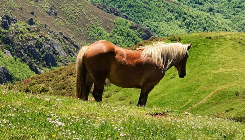 El proyecto busca mejorar la cadena de valor del equino de carne poniendo en valor la carne de potro de calidad