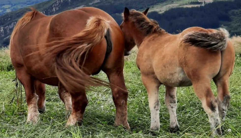 GO CAVALE trabaja en desarrollar estrategias para la mejora de la productividad y rentabilidad de las explotaciones ganaderas de equino de carne...