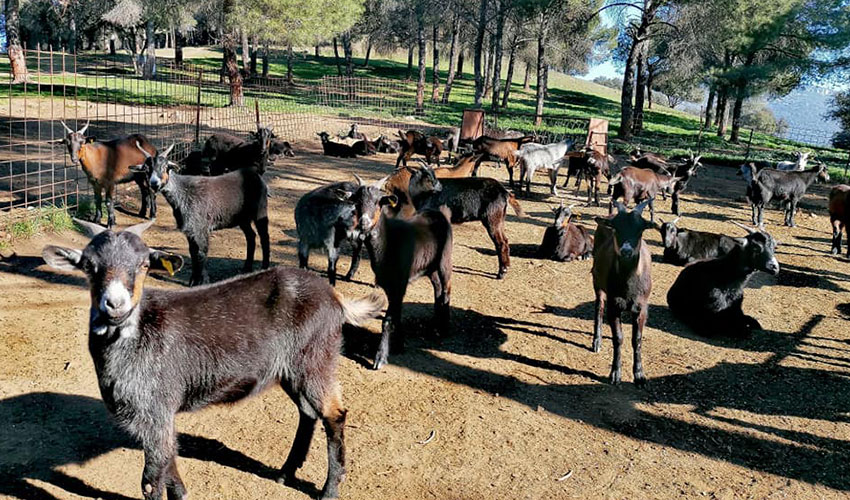 Reba�o de la raza caprina Verata