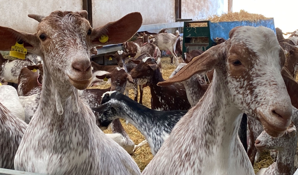 Ejemplares de la raza caprina Florida