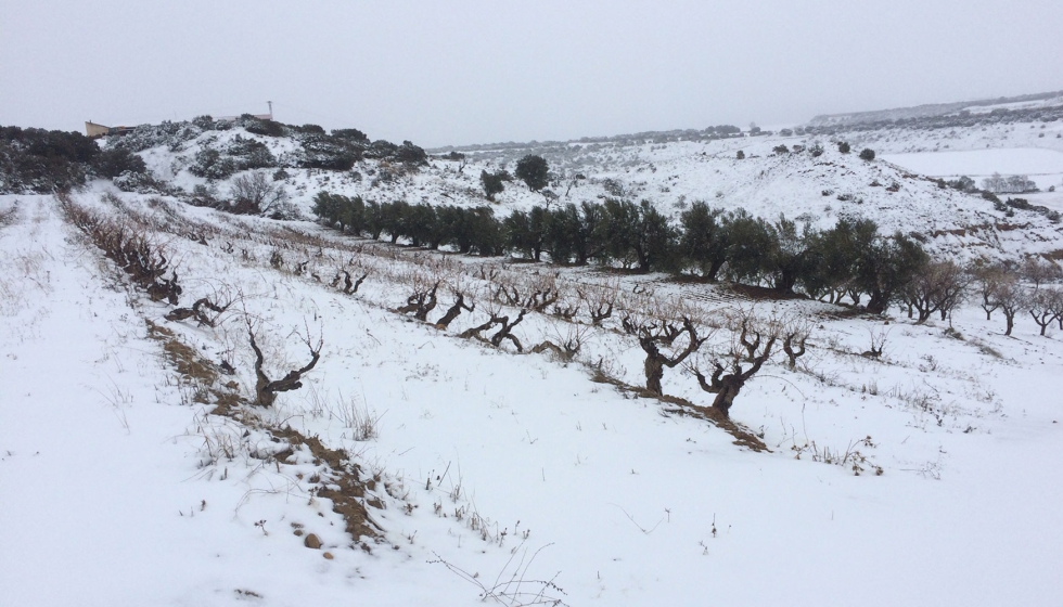 La cadena de valor seleccionada en el proyecto es el vino de montaa, ligado al paisaje de Ayerbe/Loarre...