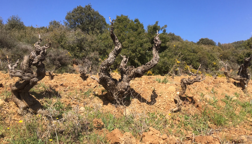 En el Paisaje de Ayerbe, la produccin vitivincola sigue siendo marginal...