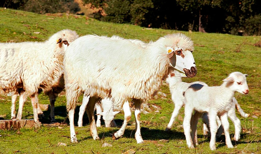 Ejemplares de la raza ovina Churra Lebrijana