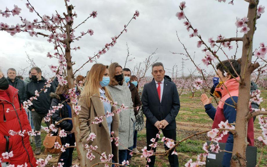 La comercializacin de las futuras variedades podra suponer un incremento del 20% de los beneficios para los agricultores incluidos en la DOP...