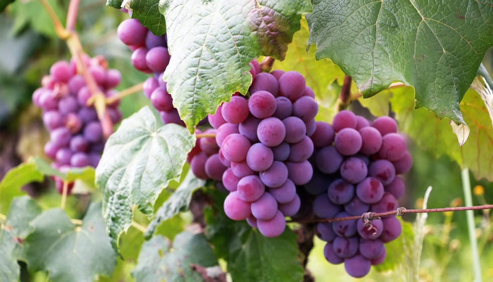 Durante los das 1, 2 y 3 de junio de 2022 se celebrar en el complejo Villa Luca (Laguardia) el II Simposio sobre Viticultura Ecolgica...