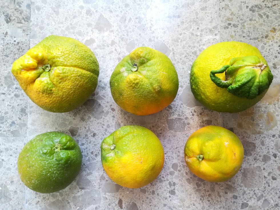 Diversas deformidades y diferencias de tamao provocados por el cotonet en las naranjas