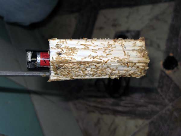 Recuperacin del sensor de una vivienda con un fuerte ataque de termitas