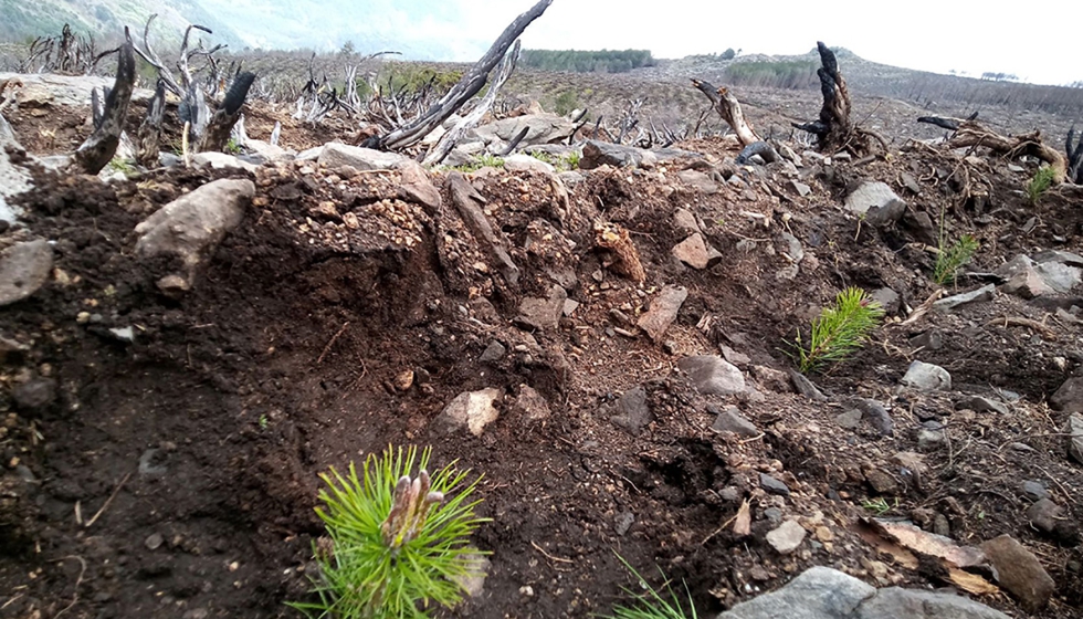 Dorseran impulsa un proyecto de reforestaci�n de �rboles en la Reserva Natural Valle de Iruelas (�vila)