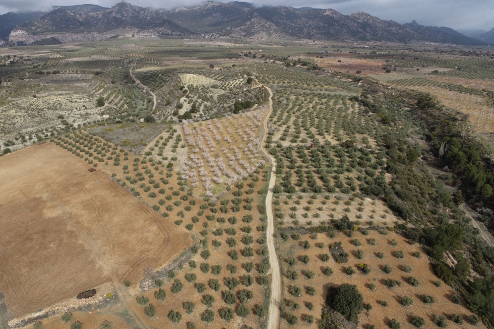 Zona en donde se construir una balsa para riego en la Comunidad de Regantes de Pozo Alcn (Jan)