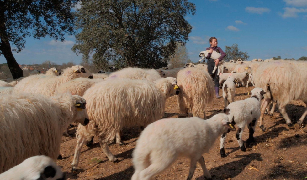 Una ganadera con un rebao extensivo de ovino. Foto: LIFE LiveAdapt