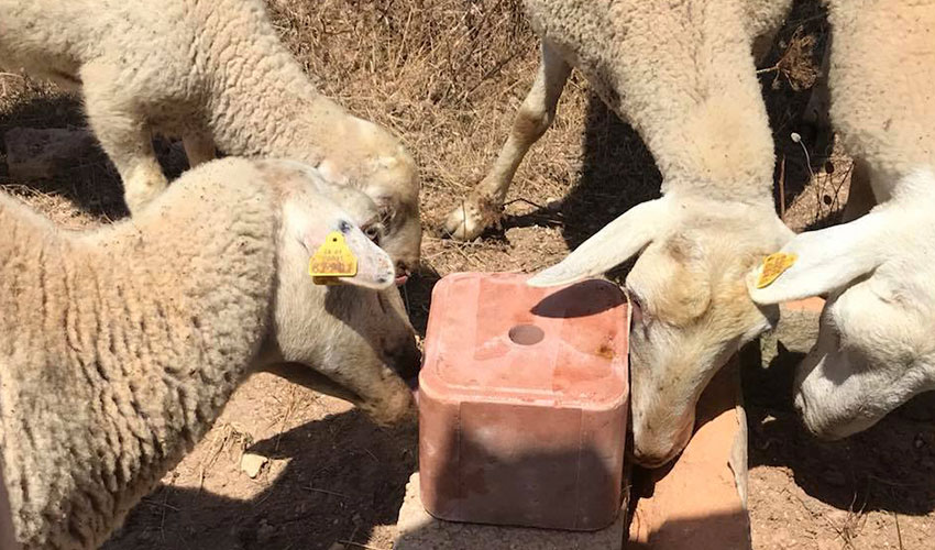 Ovejas en una explotacin ganadera de Formentera