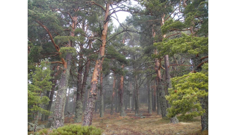 Bosque certificado PEFC en gestin forestal sostenible