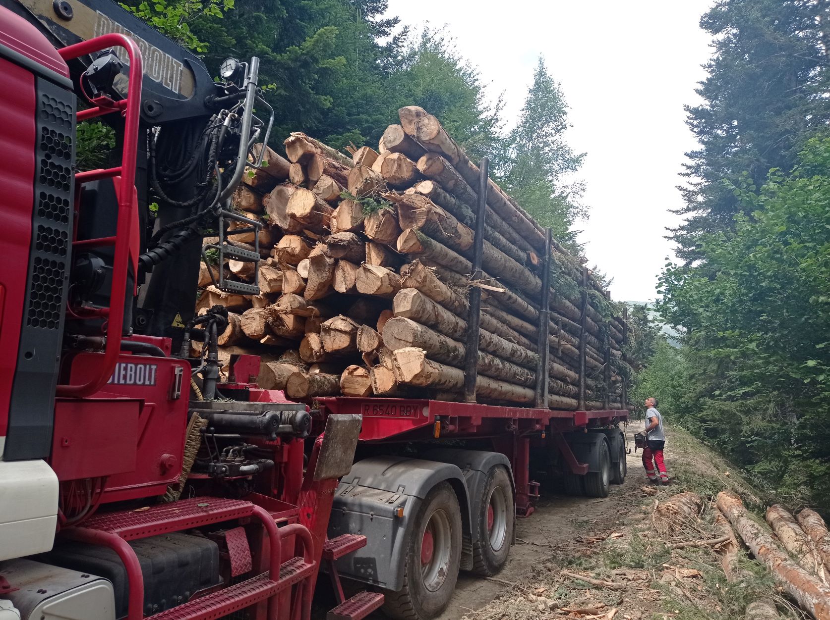 Los bosques tienen un gran potencial para generar biomasa