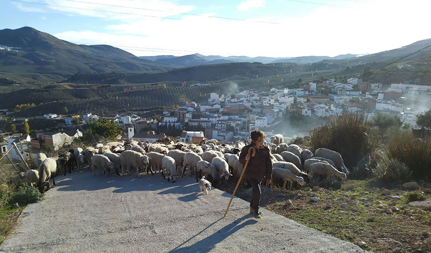 Una pastora conduce un rebao de ovejas