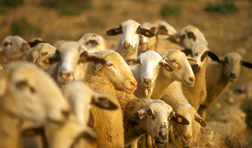 Rebao de ganado ovino en Extremadura