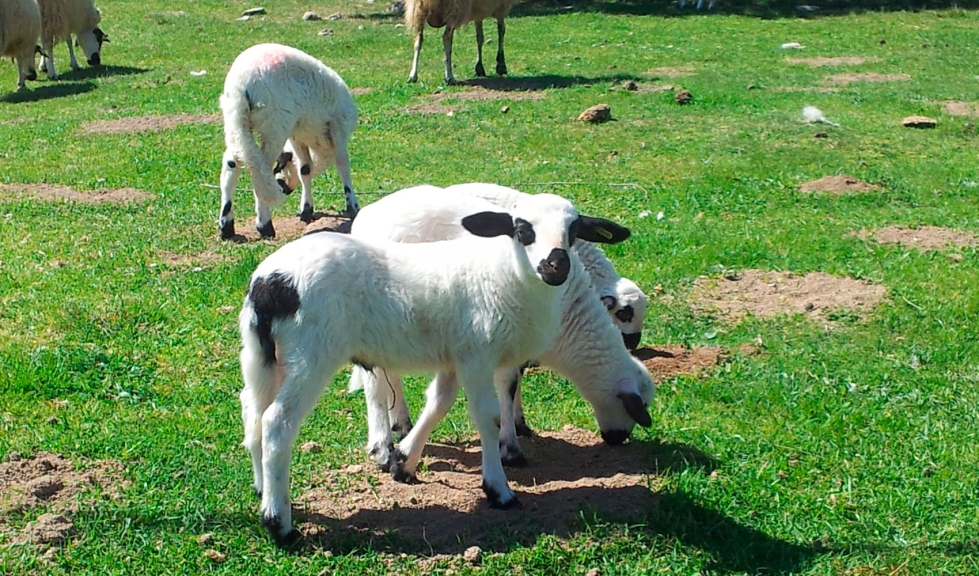 Corderos de la raza ovina Churra