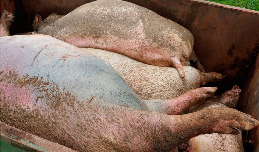 Ejemplares porcinos muertos en una explotacin ganadera de la provincia de Toledo