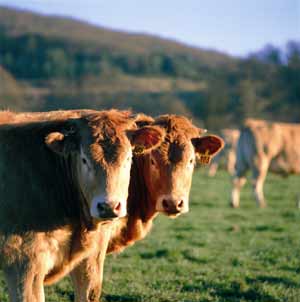 En alimentacin animal se exige la aplicacin de los procedimientos basados en el sistema APPCC