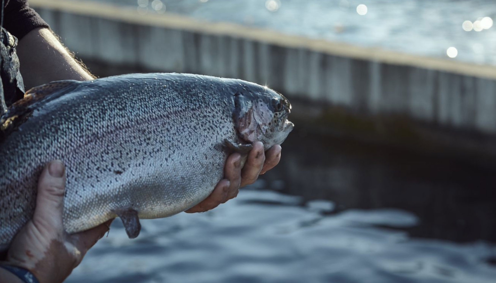 La acuicultura garantiza un suministro de pescado saludable y rico