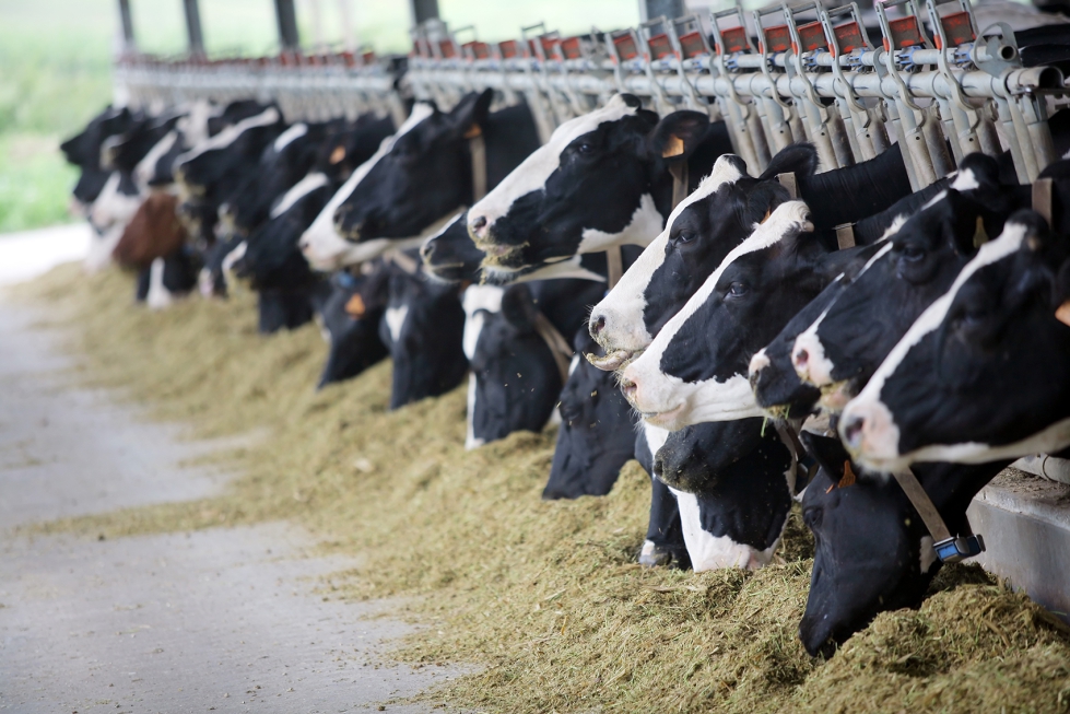 Las subvenciones suman 193,47 millones de euros para el sector agrario y ganadero; 169 millones de euros para el productor de leche; y 68...