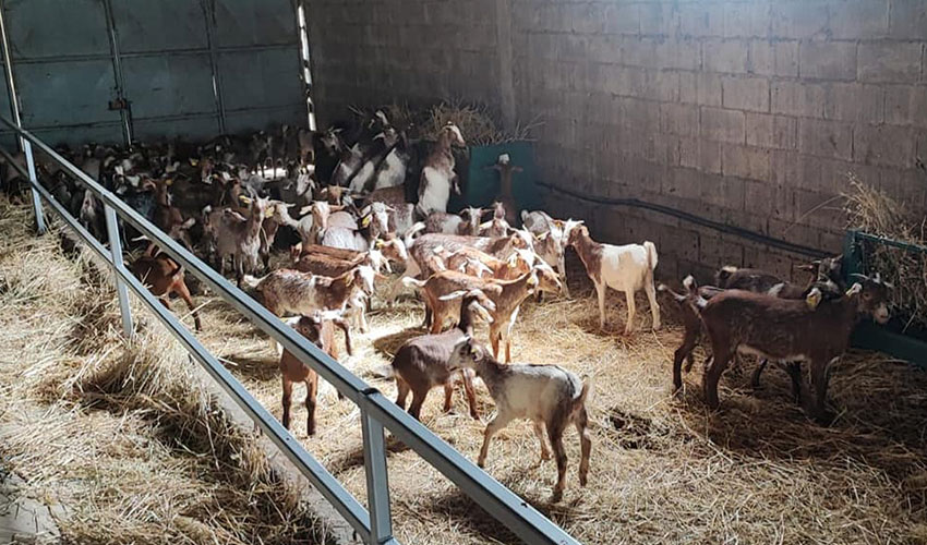 Animales procedentes de la explotación de Amabilio Álvarez Chamorro en la nueva explotación portuguesa de raza Florida en Penas Roias... Animales procedentes de la explotación de Amabilio Álvarez Chamorro en la nueva explotación portuguesa de raza Florida en Penas Roias...