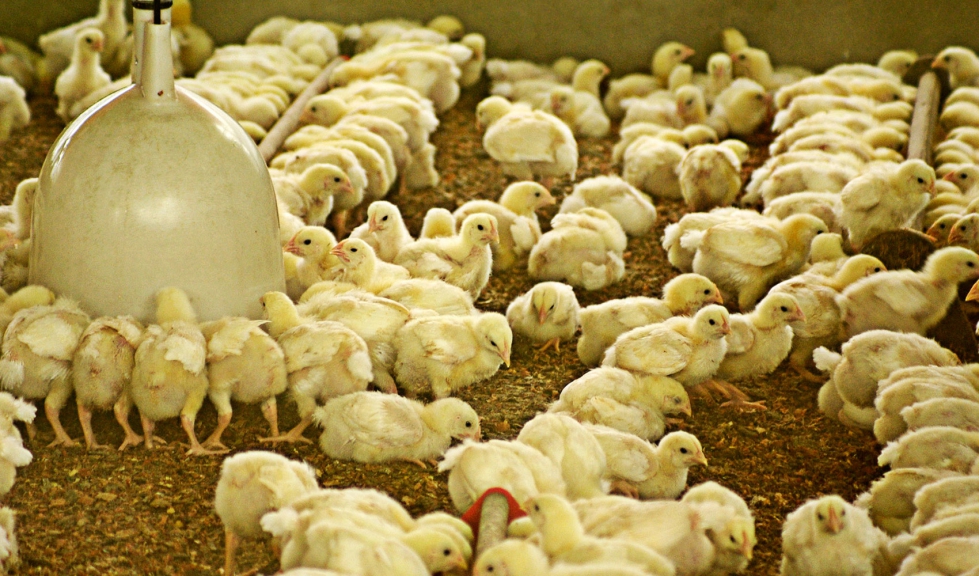 Pollos en una explotacin avcola