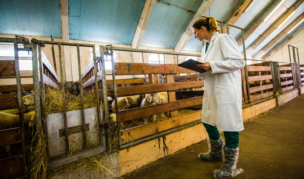 Veterinaria en una explotacin de ganado ovino