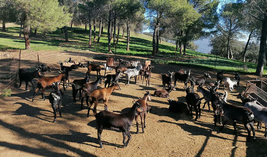 Ejemplares caprinos de la raza Verata