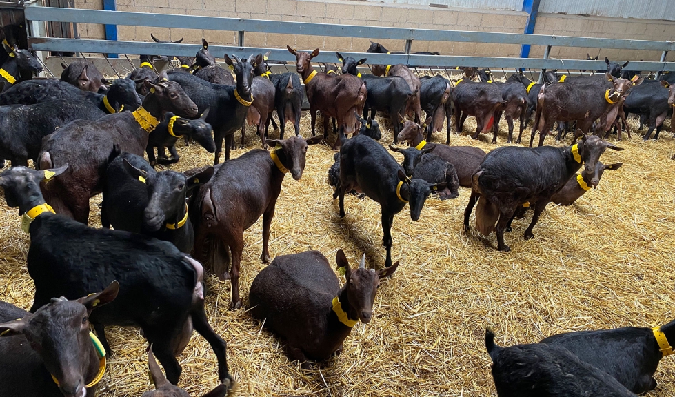 Animales en producci�n
